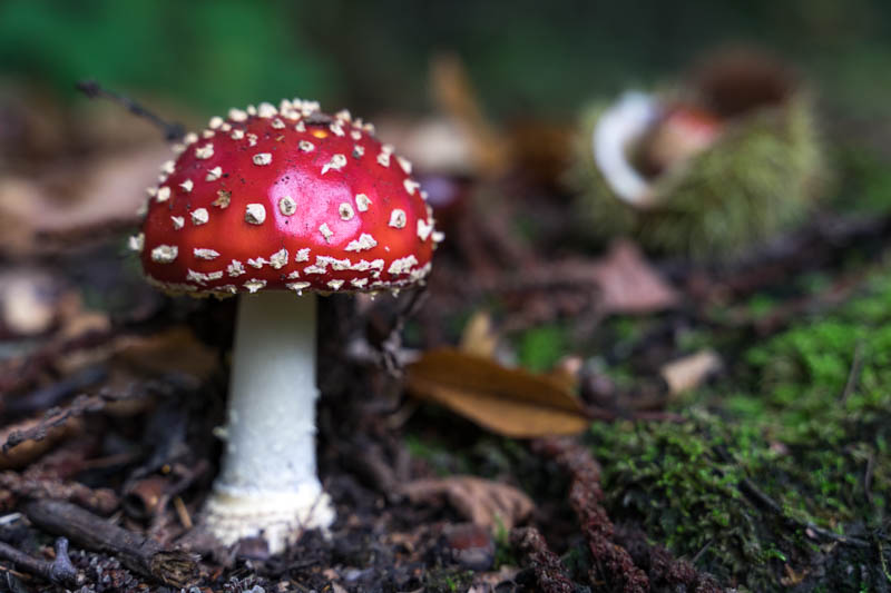 Mushrooms